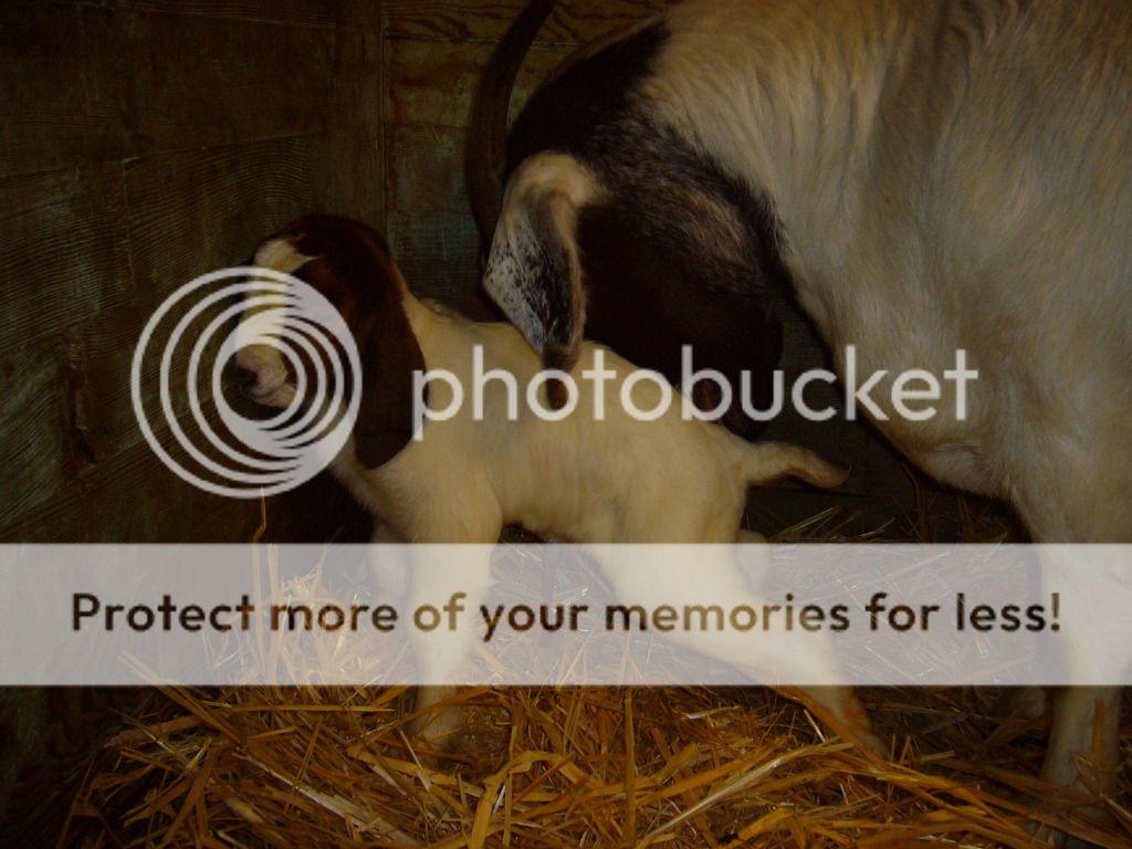 Preg Doe Talking 2 Much - Goats