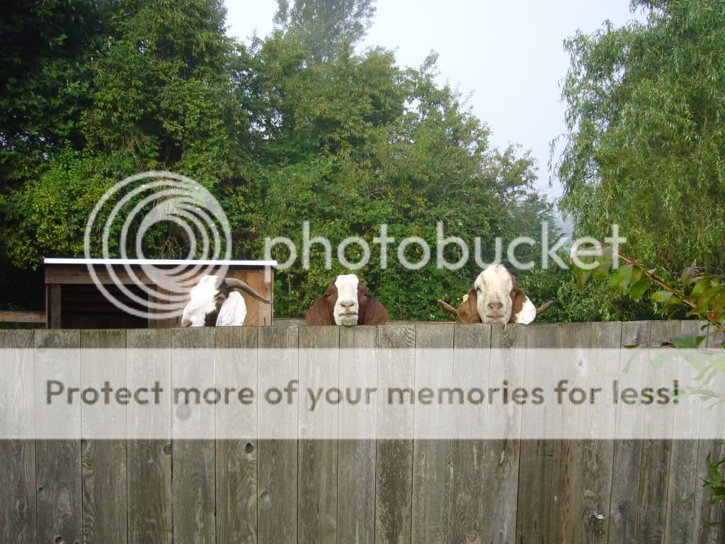 Auto saying "Merry Late Christmas!" - Goats