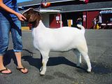 Four Love @ Wa State Fair - Goats