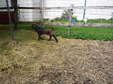 Today's Pics - Goats