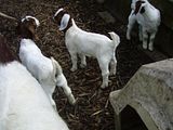 Today's Pics - Goats