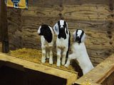 Today's 3 Weel old Orphan Bottle Babies - Goats