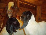 Victoria's brand new kids - Goats