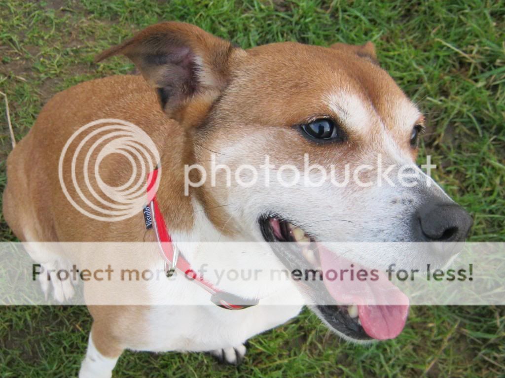 Tara 8yo Pthc - Mediafire search,.