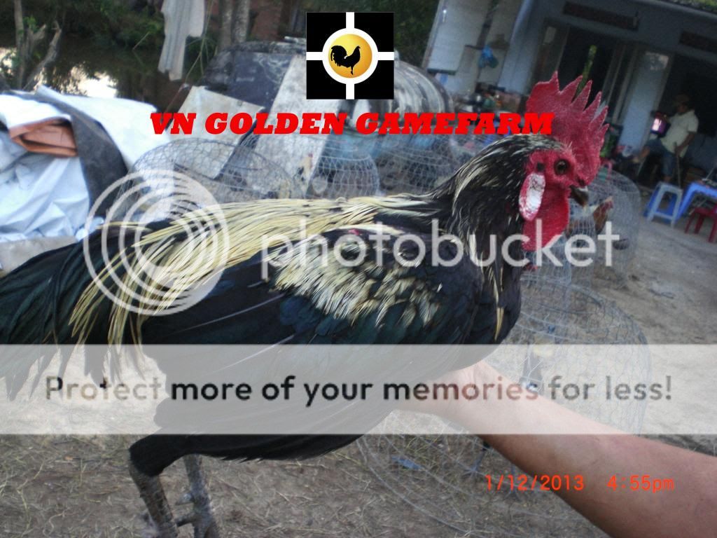 peru lai , mỹ lai... giá tốt đầu năm cho anh em ( thủ đức ) - 37