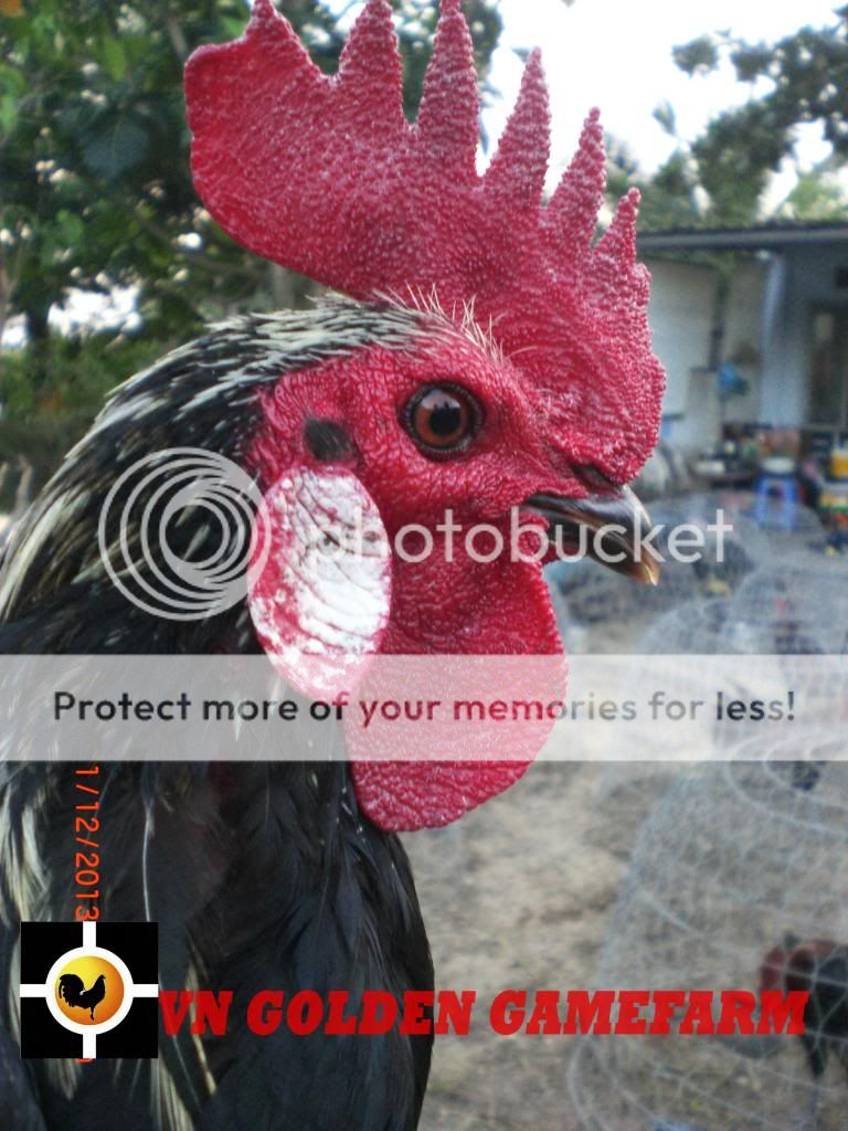 peru lai , mỹ lai... giá tốt đầu năm cho anh em ( thủ đức ) - 38