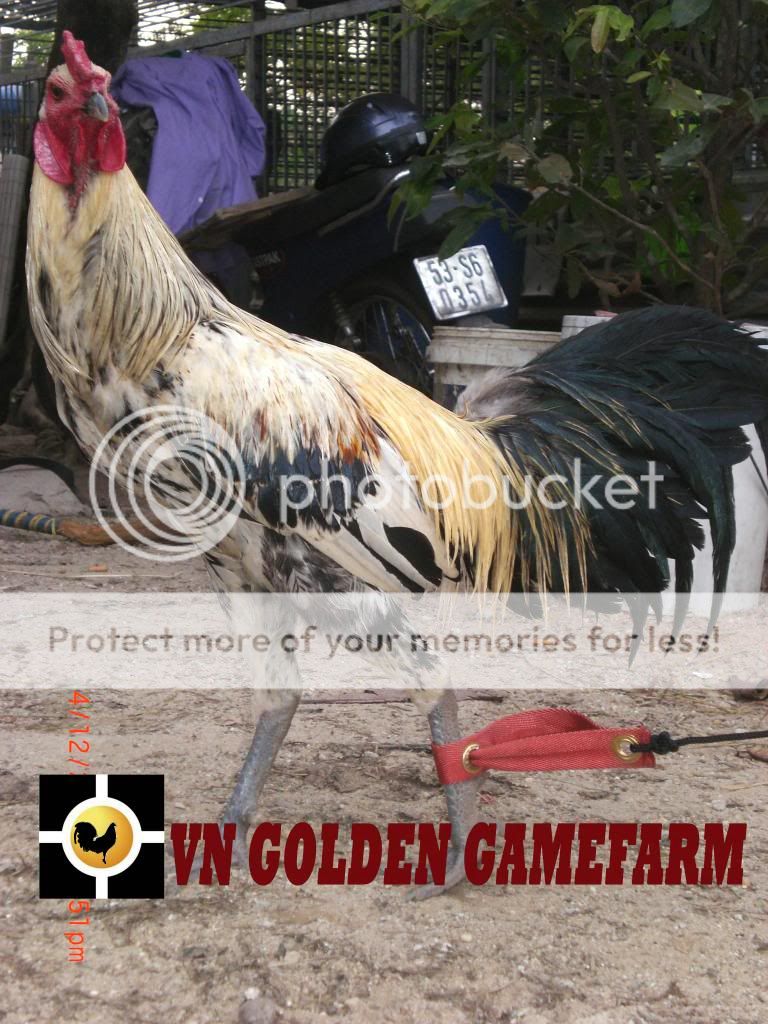 peru lai , mỹ lai... giá tốt đầu năm cho anh em ( thủ đức ) - 13