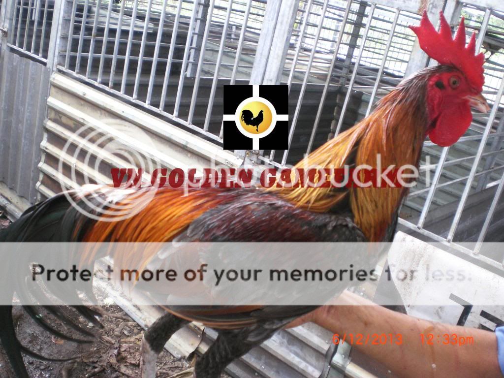 peru lai , mỹ lai... giá tốt đầu năm cho anh em ( thủ đức ) - 8