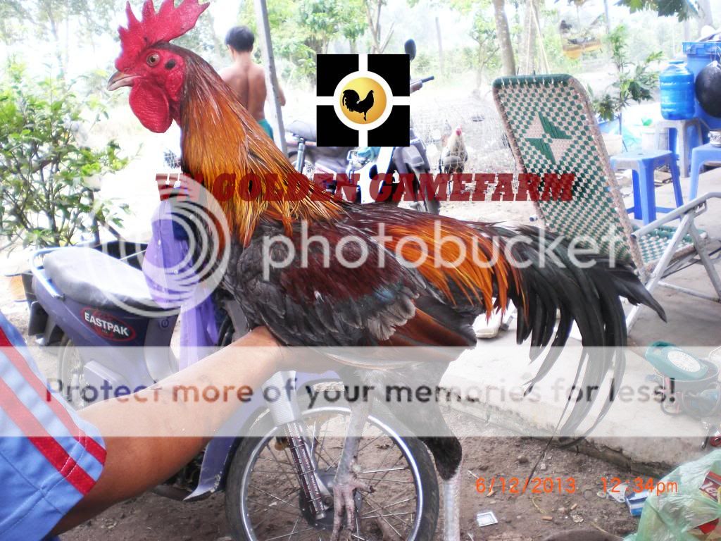 peru lai , mỹ lai... giá tốt đầu năm cho anh em ( thủ đức ) - 9