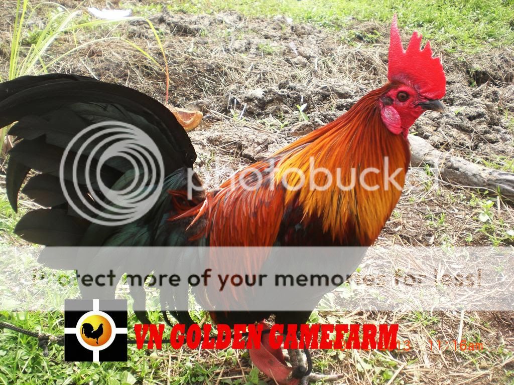 peru lai , mỹ lai... giá tốt đầu năm cho anh em ( thủ đức ) - 15