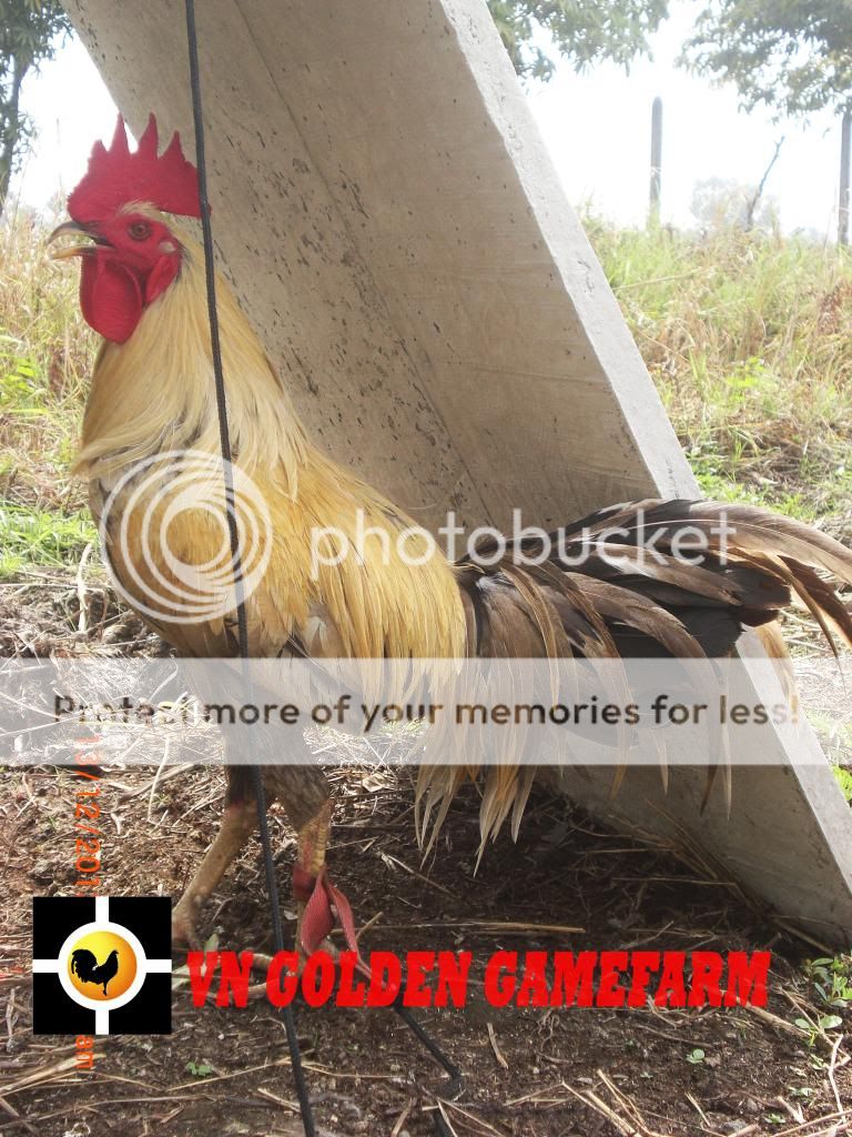 peru lai , mỹ lai... giá tốt đầu năm cho anh em ( thủ đức ) - 28