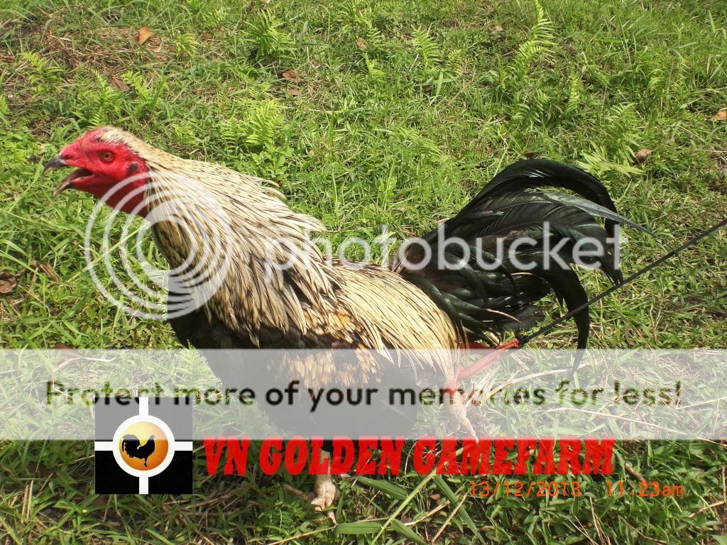 peru lai , mỹ lai... giá tốt đầu năm cho anh em ( thủ đức ) - 11