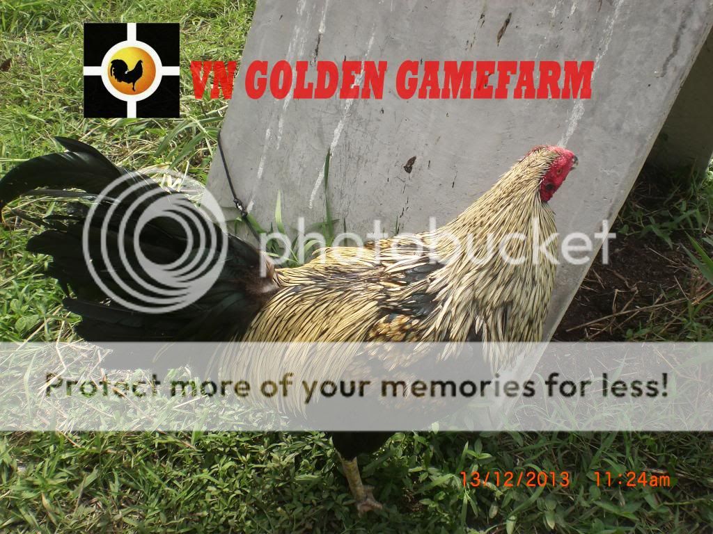 peru lai , mỹ lai... giá tốt đầu năm cho anh em ( thủ đức ) - 10