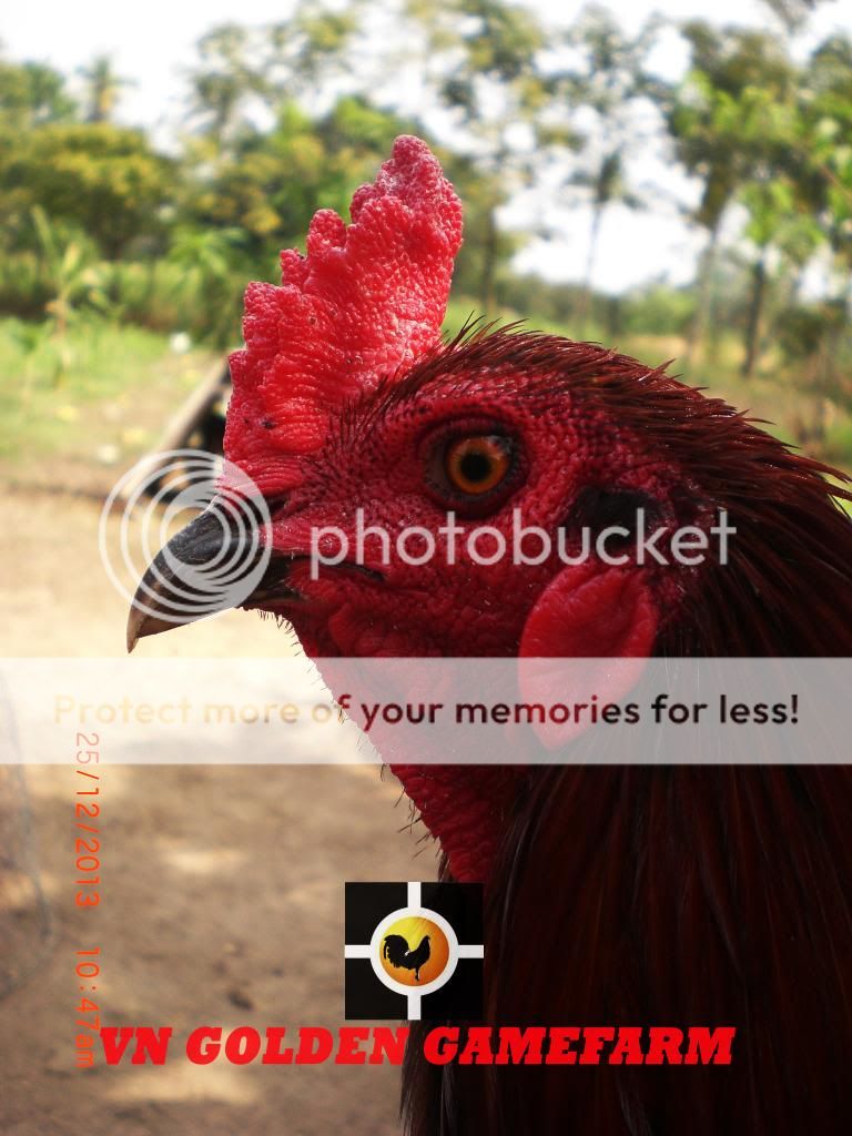 peru lai , mỹ lai... giá tốt đầu năm cho anh em ( thủ đức ) - 35