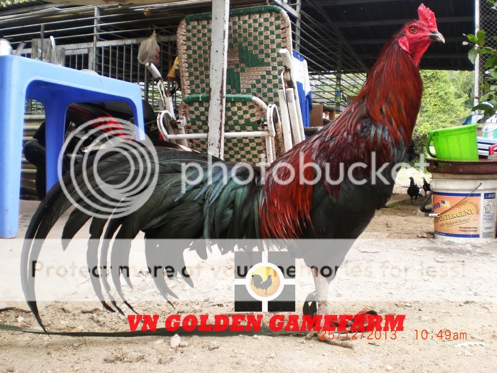 peru lai , mỹ lai... giá tốt đầu năm cho anh em ( thủ đức ) - 36