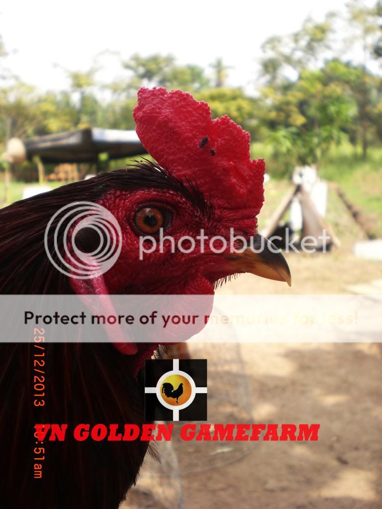 peru lai , mỹ lai... giá tốt đầu năm cho anh em ( thủ đức ) - 6