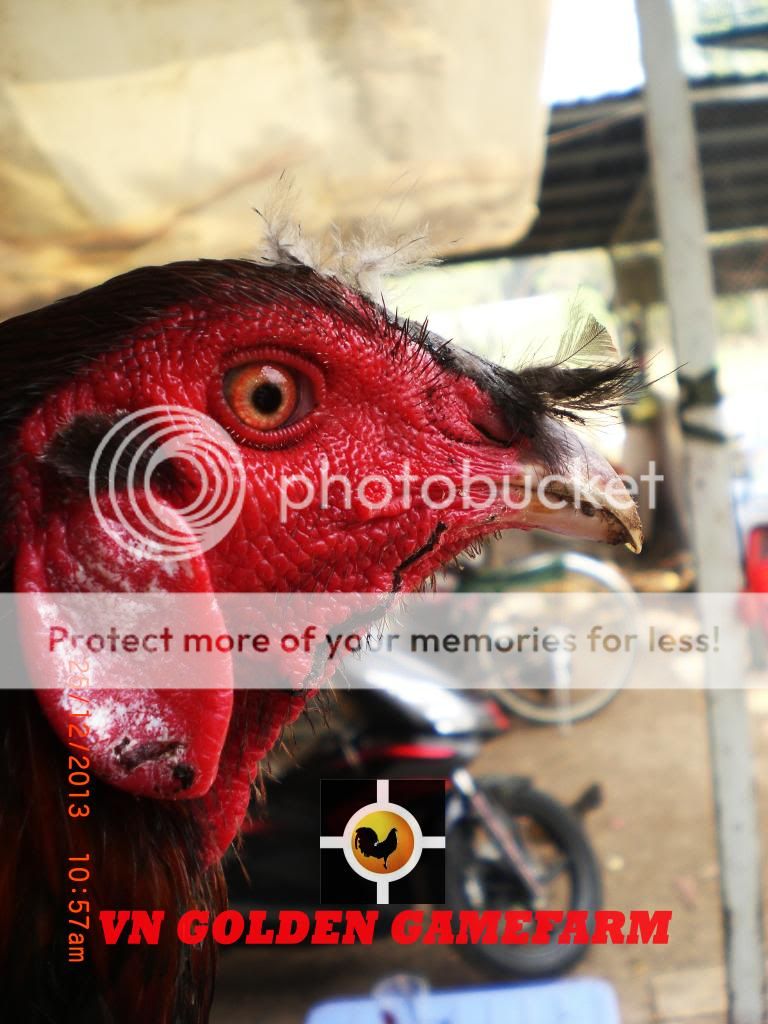 peru lai , mỹ lai... giá tốt đầu năm cho anh em ( thủ đức ) - 22