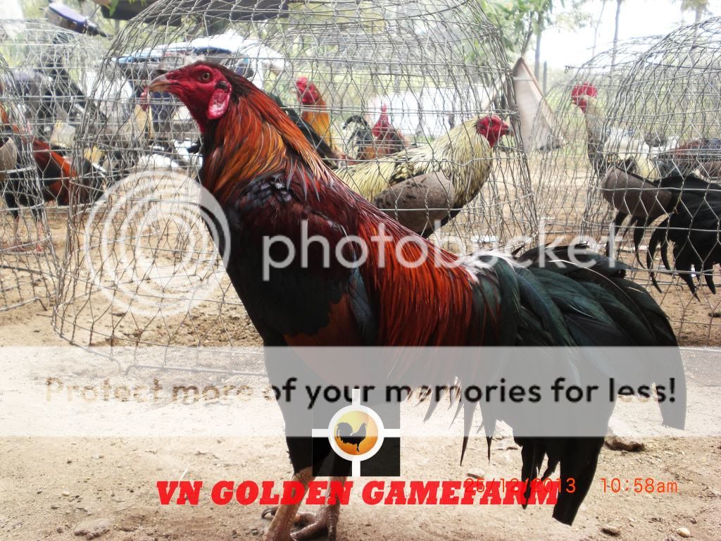 peru lai , mỹ lai... giá tốt đầu năm cho anh em ( thủ đức ) - 23