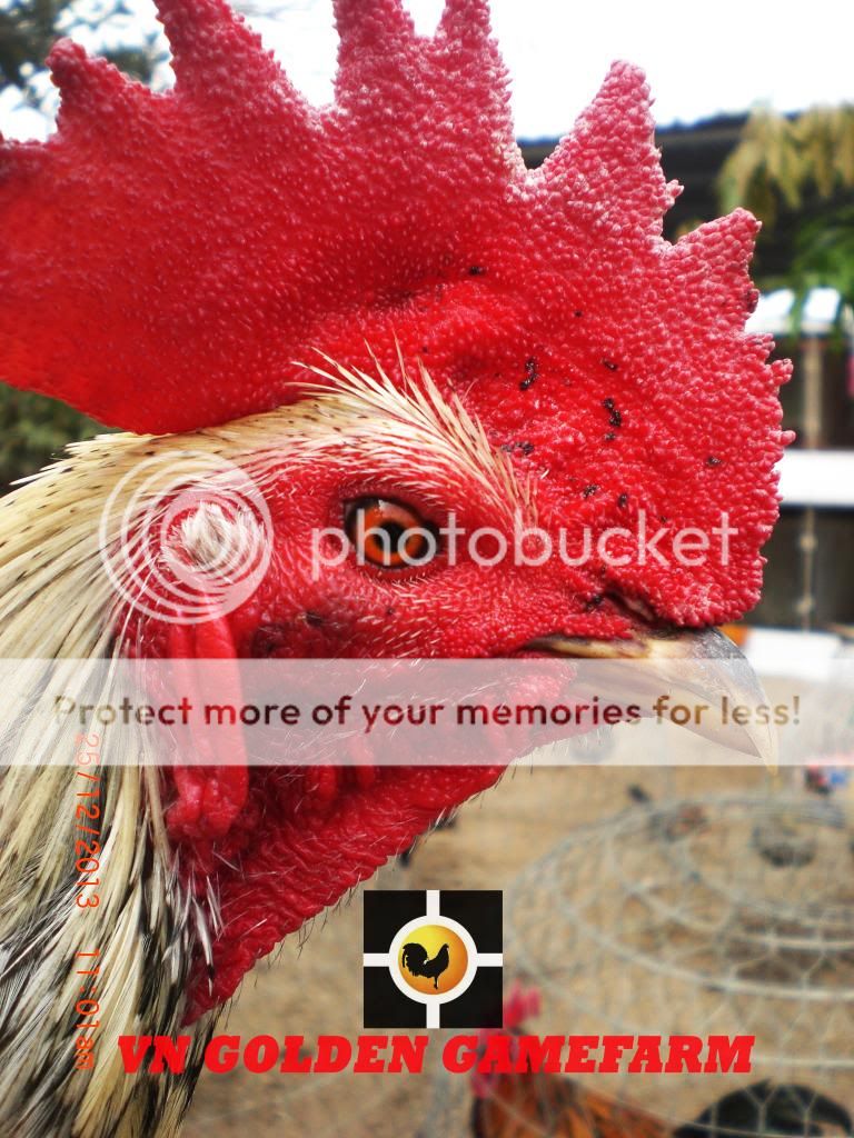 peru lai , mỹ lai... giá tốt đầu năm cho anh em ( thủ đức ) - 14