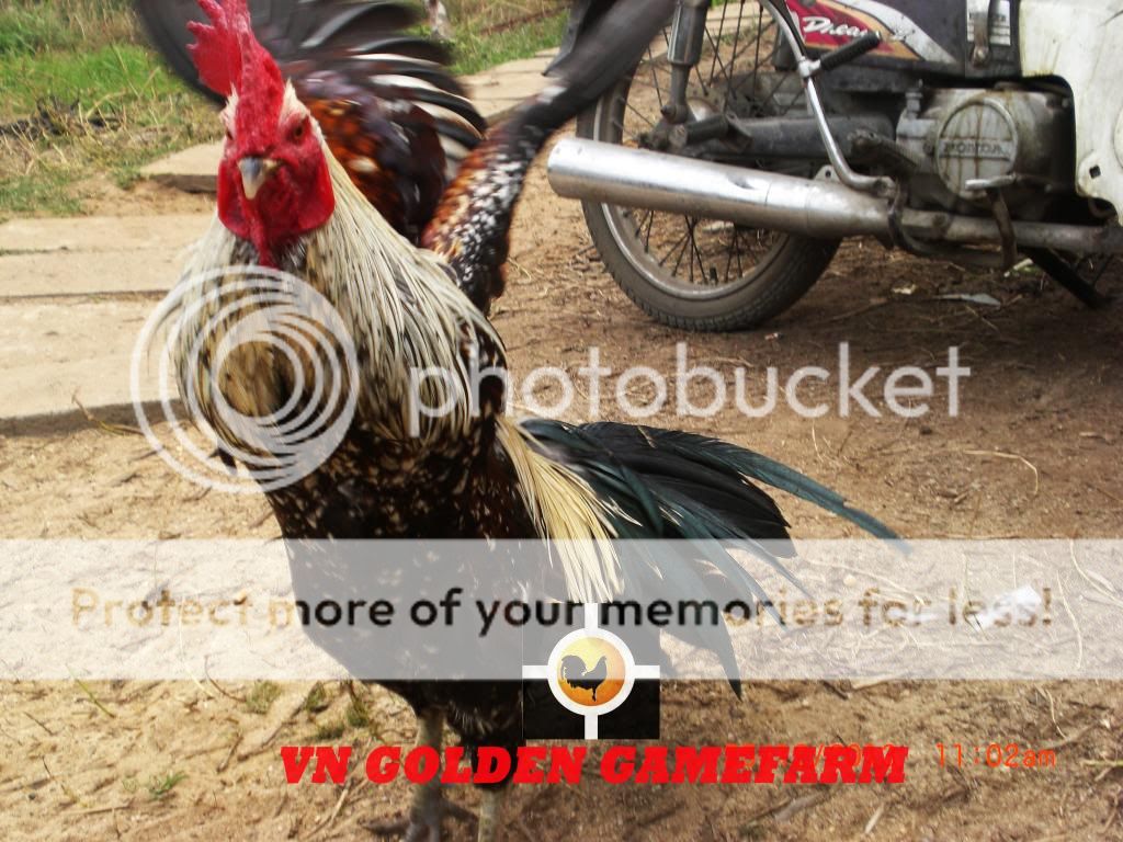 peru lai , mỹ lai... giá tốt đầu năm cho anh em ( thủ đức ) - 15