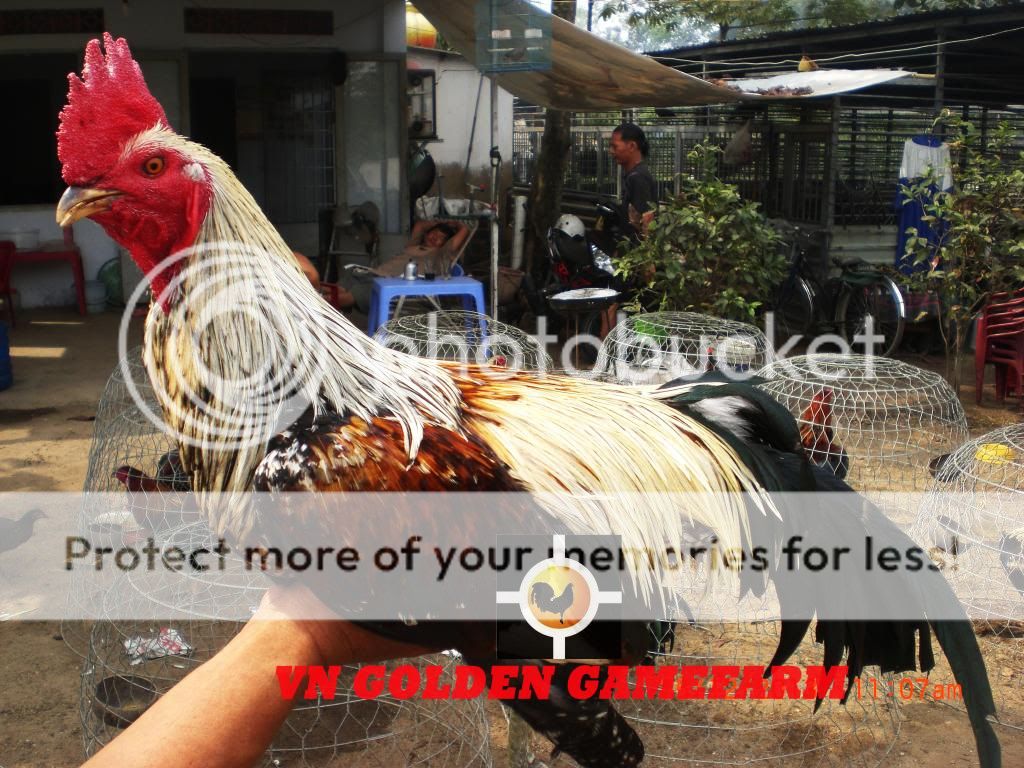 peru lai , mỹ lai... giá tốt đầu năm cho anh em ( thủ đức ) - 16