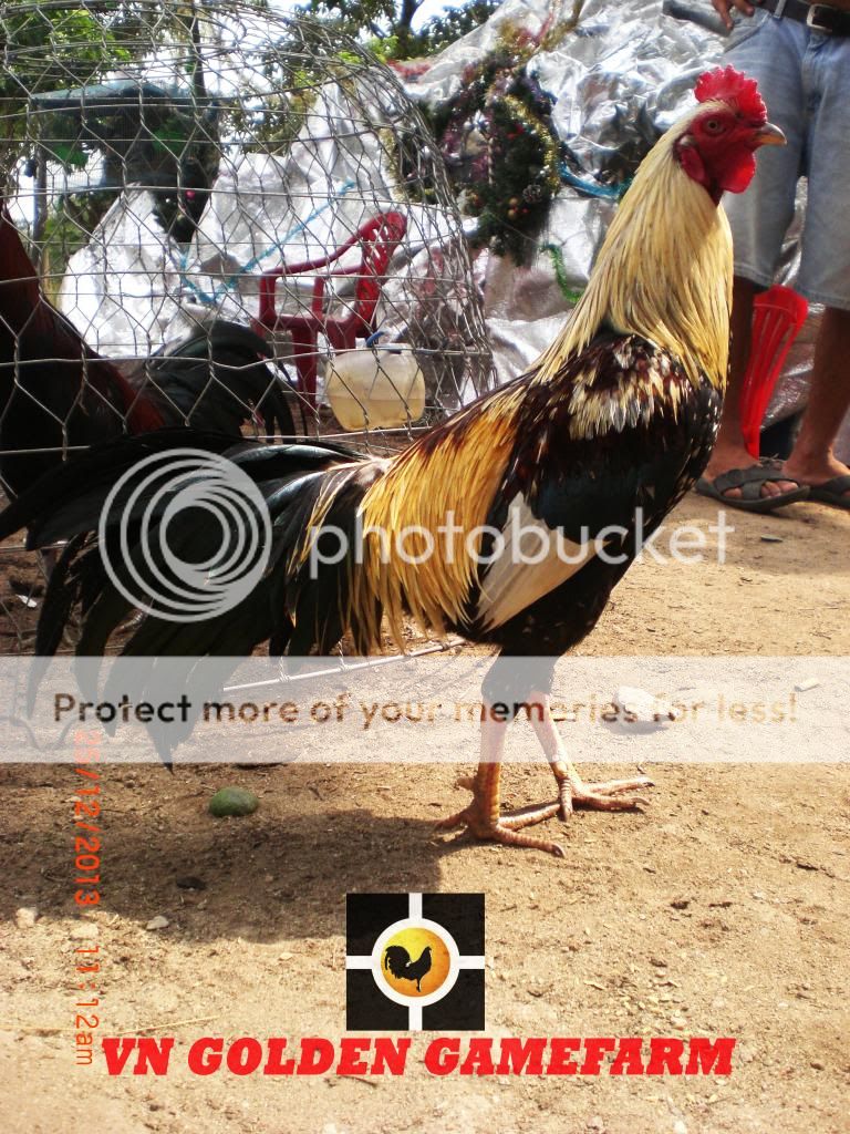 peru lai , mỹ lai... giá tốt đầu năm cho anh em ( thủ đức ) - 26