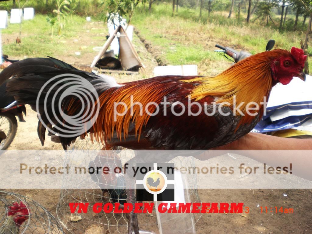 peru lai , mỹ lai... giá tốt đầu năm cho anh em ( thủ đức ) - 4