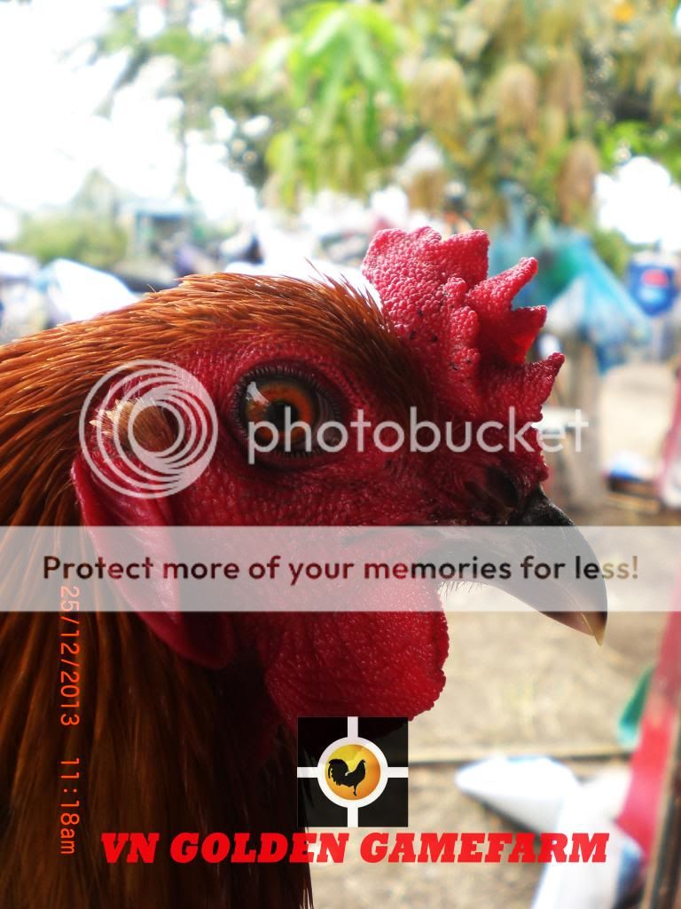 peru lai , mỹ lai... giá tốt đầu năm cho anh em ( thủ đức ) - 9