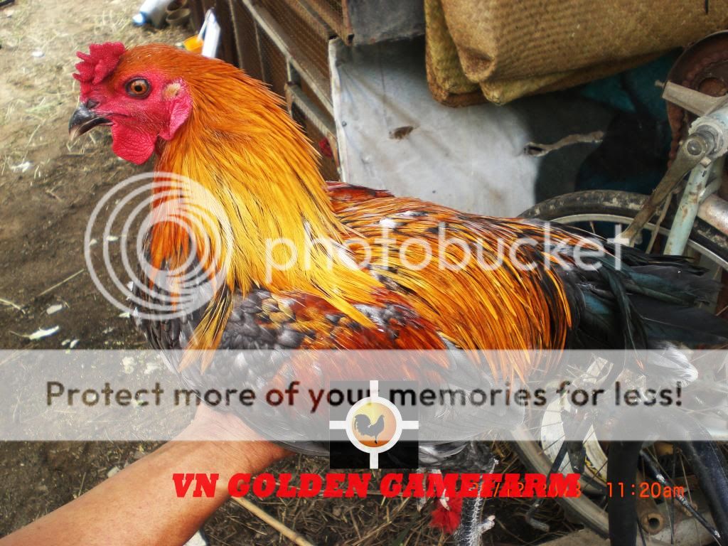 peru lai , mỹ lai... giá tốt đầu năm cho anh em ( thủ đức ) - 10