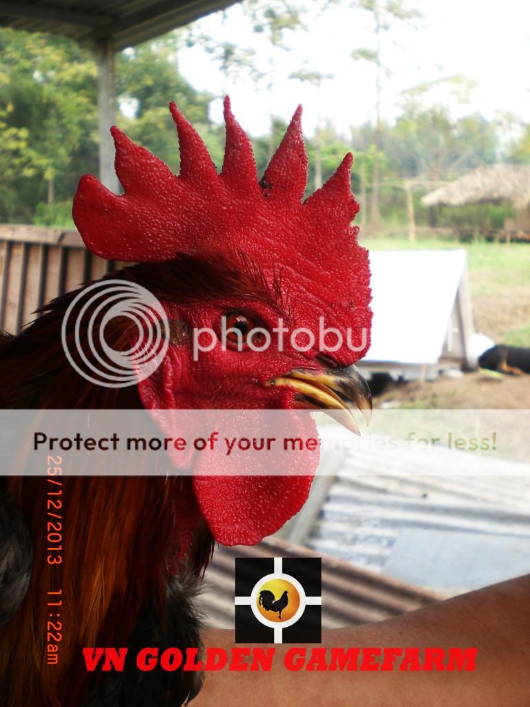 peru lai , mỹ lai... giá tốt đầu năm cho anh em ( thủ đức ) - 16