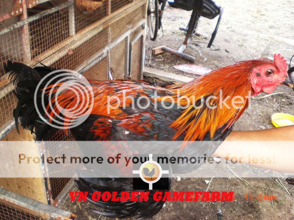 peru lai , mỹ lai... giá tốt đầu năm cho anh em ( thủ đức ) - 6