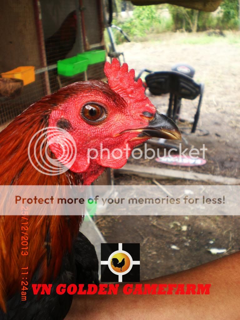 peru lai , mỹ lai... giá tốt đầu năm cho anh em ( thủ đức ) - 5