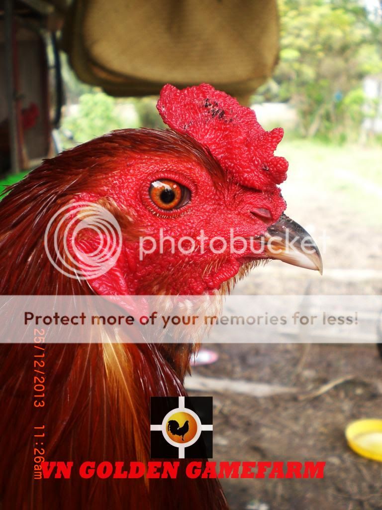 peru lai , mỹ lai... giá tốt đầu năm cho anh em ( thủ đức ) - 1