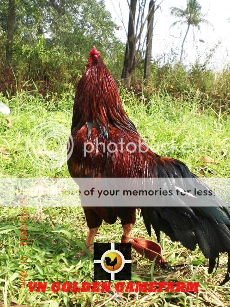 peru lai , mỹ lai... giá tốt đầu năm cho anh em ( thủ đức ) - 19