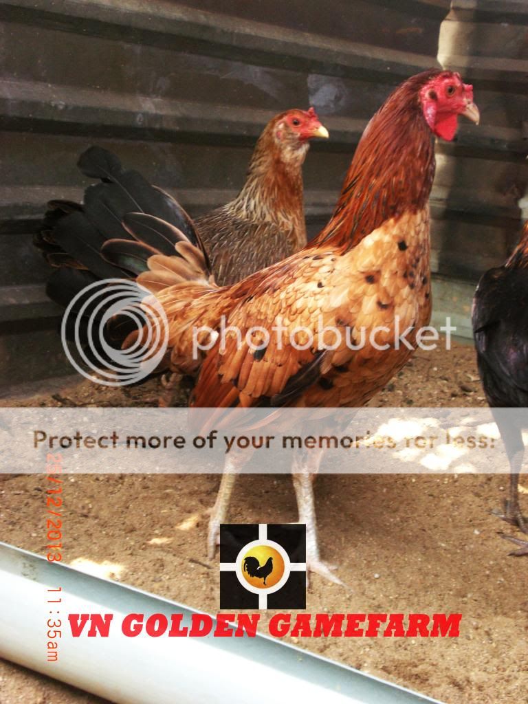 peru lai , mỹ lai... giá tốt đầu năm cho anh em ( thủ đức ) - 4