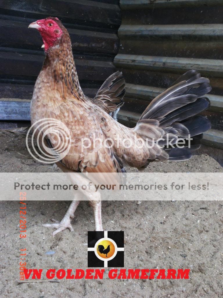 peru lai , mỹ lai... giá tốt đầu năm cho anh em ( thủ đức ) - 2