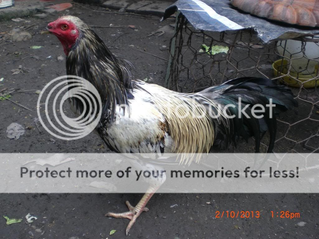 peru lai , mỹ lai... giá tốt đầu năm cho anh em ( thủ đức ) - 30