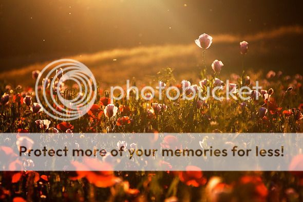 photo 17Bia2_zps0ae3c8e6.jpg