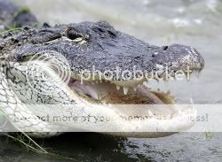 ALLIGATOR1.jpg